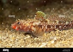 Image result for "gobius Luteus". Size: 148 x 106. Source: www.alamy.com