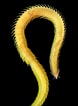 Afbeeldingsresultaten voor "phyllodoce Citrina". Grootte: 78 x 106. Bron: www.pinterest.com