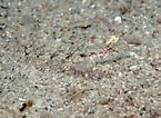 Image result for Deltentosteus quadrimaculatus Geslacht. Size: 145 x 106. Source: www.naturamediterraneo.com