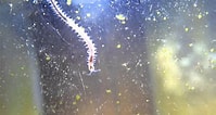 Afbeeldingsresultaten voor Fish Tank Worms. Grootte: 199 x 106. Bron: www.youtube.com
