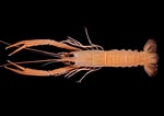 Image result for "metanephrops Japonicus". Size: 150 x 106. Source: japanesedecapods.web.fc2.com