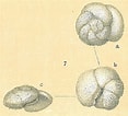 Afbeeldingsresultaten voor "globorotalia Scitula". Grootte: 117 x 106. Bron: www.marinespecies.org