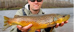 Image result for Brown Trout Fish. Size: 245 x 106. Source: fishingbooker.com