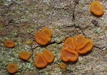 Image result for "orchomenella Gerulicorbis". Size: 151 x 106. Source: www.pilzforum.eu