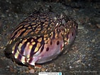 Image result for "calappa Flammea". Size: 141 x 106. Source: www.reeflex.net