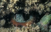 Image result for "octobranchus Floriceps". Size: 168 x 106. Source: www.freenatureimages.eu
