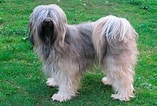 Bilderesultat for Tibetansk Terrier. Størrelse: 157 x 106. Kilde: nb.working-dog.com