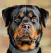 Image result for Rottweiler. Size: 103 x 106. Source: abzlocal.mx