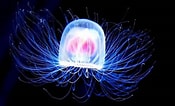 Image result for Turritopsis dohrnii Roofdieren. Size: 175 x 106. Source: trustmyscience.com