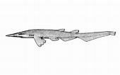 Image result for "apristurus Stenseni". Size: 170 x 106. Source: fishesofaustralia.net.au