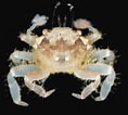 Image result for "phymodius Ungulatus". Size: 118 x 106. Source: www.crabdatabase.info
