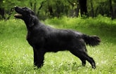 Image result for Flat Coated Retriever Opprinnelse. Size: 165 x 106. Source: www.britannica.com
