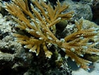 Image result for Acropora cervicornis. Size: 141 x 106. Source: www.inaturalist.org
