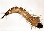 Image result for "beaked Larva". Size: 150 x 106. Source: www.pixnio.com