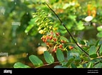 Image result for Iotroata spinosa Geslacht. Size: 144 x 106. Source: www.alamy.com