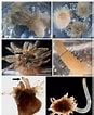 Image result for Diadumenidae dieet. Size: 87 x 106. Source: www.researchgate.net
