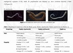 Image result for Nephtys cirrosa Familie. Size: 145 x 106. Source: www.semanticscholar.org
