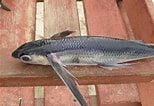 Afbeeldingsresultaten voor "hirundichthys Rondeletii". Grootte: 154 x 106. Bron: www.inaturalist.org