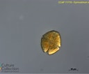 Image result for "gymnodinium Sanguineum". Size: 128 x 106. Source: www.ccap.ac.uk