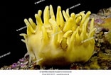 Image result for Polymastia mamillaris. Size: 156 x 106. Source: www.agefotostock.com