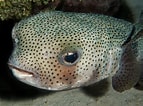 Image result for "diodon Hystrix". Size: 143 x 106. Source: reefguide.org