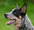 Image result for Australian Cattle Dog. Size: 119 x 106. Source: www.dog-learn.com