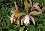 Image result for "vannuccia Forbesii". Size: 154 x 106. Source: www.orchideenwlodarczyk.de