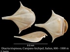 Afbeeldingsresultaten voor "diacria Piccola". Grootte: 144 x 106. Bron: www.marinespecies.org