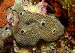 Image result for "ircinia Variabilis". Size: 149 x 106. Source: www.mer-littoral.org