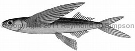 Afbeeldingsresultaten voor "hirundichthys Rondeletii". Grootte: 278 x 106. Bron: watlfish.com