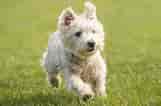 Billedresultat for West Highland White Terrier Adult. størrelse: 161 x 106. Kilde: www.britannica.com