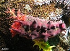 Afbeeldingsresultaten voor "pentacta Quadrangularis". Grootte: 144 x 106. Bron: www.starfish.ch