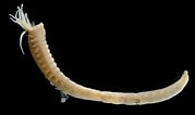 Image result for "anobothrus Gracilis". Size: 179 x 106. Source: enciclovida.mx