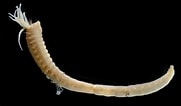 Image result for Anobothrus gracilis. Size: 181 x 106. Source: enciclovida.mx