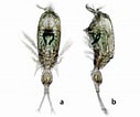 Image result for Corycaeus Species. Size: 127 x 106. Source: www.researchgate.net