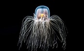 Image result for Turritopsis dohrnii Roofdieren. Size: 173 x 106. Source: nationalgeographic.grid.id
