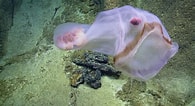 Image result for Deepstaria enigmatica Anatomie. Size: 195 x 106. Source: www.mentalfloss.com