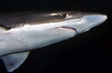 Image result for "galeus Boardmani". Size: 163 x 106. Source: sharks.panda.org