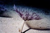 Image result for "sabella Pavonina". Size: 162 x 106. Source: www.fishncorals.com