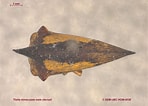 Image result for "thalia Longicauda". Size: 148 x 106. Source: www.zoology.ubc.ca