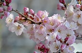 Image result for cerezos en flor Sakura. Size: 164 x 106. Source: www.hola.com