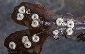 "spirorbis Corallinae" に対する画像結果.サイズ: 168 x 106。ソース: alexhyde.photoshelter.com