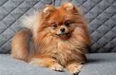 Image result for Pomeranian. Size: 164 x 106. Source: atelier-yuwa.ciao.jp