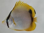 Image result for Chaetodon ocellatus Rijk. Size: 141 x 106. Source: www.flickr.com