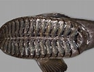 Image result for "remora Osteochir". Size: 138 x 106. Source: fishesofaustralia.net.au