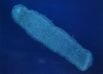 Image result for "pyrosoma Ovatum". Size: 146 x 106. Source: aquaticallatin.info