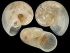 Image result for Skenea serpuloides Anatomie. Size: 139 x 106. Source: www.gastropods.com