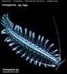 Image result for "tomopteris Euchaeta". Size: 96 x 106. Source: www.st.nmfs.noaa.gov