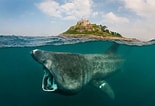 Afbeeldingsresultaten voor Basking Shark. Grootte: 155 x 106. Bron: inews.co.uk