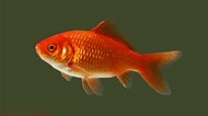 Image result for Carassius auratus. Size: 190 x 106. Source: www.warrenphotographic.co.uk